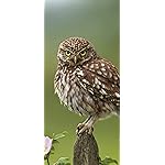 フクロウ iPhone 15,14,13,12,11,X 壁紙(1125x2436) Eulen 2020 Broschuerenkalender フクロウ iPhone 15,14,13,12,11,X 壁紙(1125x2436) Eulen 2020 Broschuerenkalender