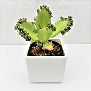 はなみどり 子宝弁慶草 ベイビーリーフ 観葉植物 クローンコエ カランコエ 白角鉢付 1鉢 緑 鉢 Amazon