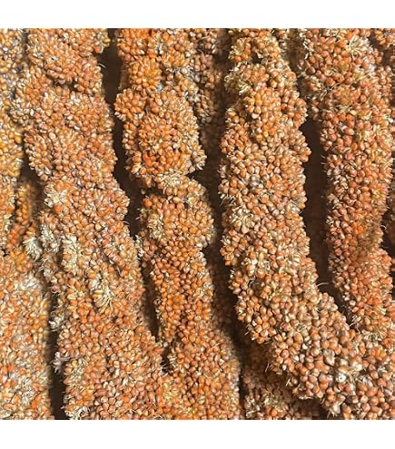 Amazon | 【300g】フランス産 赤粟穂 小鳥の餌 フード 天然 無添加