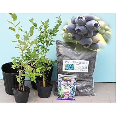 Amazon.co.jp 売れ筋ランキング: 果物の苗 の中で最も人気のある商品です