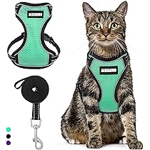 cat harness near me