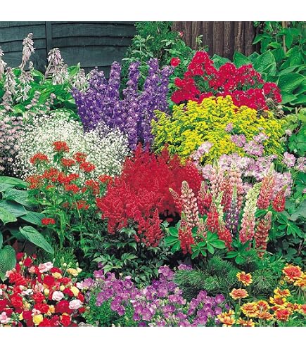 ヘメロカリス 宿根草 多年草 苗 Amazon.co.jp: ヘメロカリスの苗 抜き苗 2株セット 宿根草 多年草 花苗