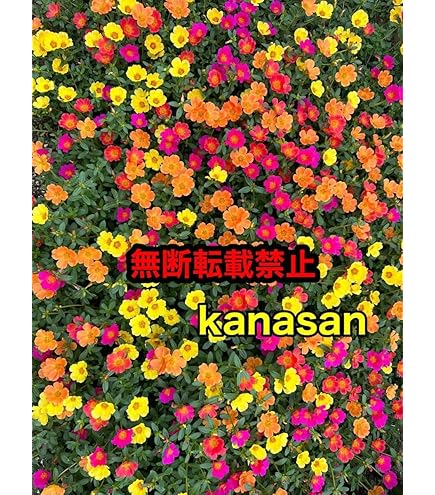 淡いピンクのポーチュラカ 八重咲き 000000008002_Ox2C8mR.jpg