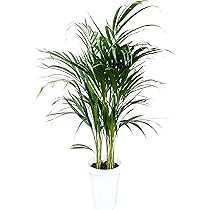 アレカヤシ　7号　観葉植物 Amazon｜花のギフト社 アレカヤシ 観葉植物 本物 大型 ヤシ 7号 観葉