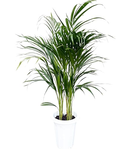 Amazon | ニオイシュロラン ドラセナ 樹高190㎝前後 リゾート庭木 | 植木