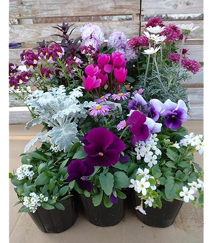 Amazon | 夕顔 苗 白花 ツル性 ユウガオ 3.5号ポット ガーデニング