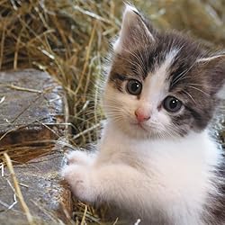 猫 壁紙 スマポ 猫 壁紙 スマポ