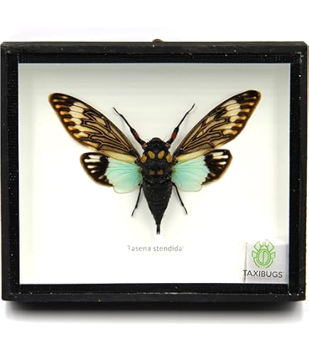 Amazon | 本物のタキダーミー虫の標本 大サソリ- 木箱入りの昆虫標本