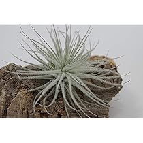 Amazon｜ティランジア テクトラム Tillandsia tectorum テクトルム