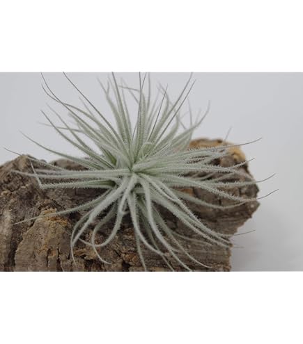 Amazon｜Tillandsia sprengeliana 'Coastal form' エアープランツ
