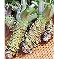 本わさび 2～4本 (約150g) 無農薬栽培 山形県産