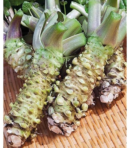 Amazon | カネク 生わさび 505 1本（ 750g ） 業務用 冷蔵 | yayoi