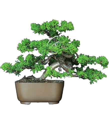 Amazon.co.jp: 盆栽 花芽付！皐月（サツキ）（日の丸）(4523) 【現品