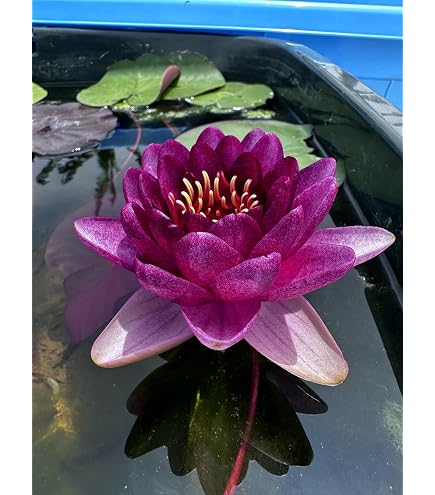 Amazon.co.jp: 金陵辺。花芽13個付き。蜜蜂誘引蘭。キンリョウヘン