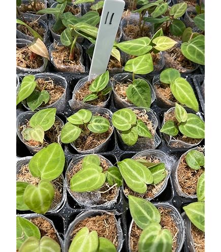 Amazon｜アンスリウム 交配種, ベッセアエ × デビリス × ドリーム