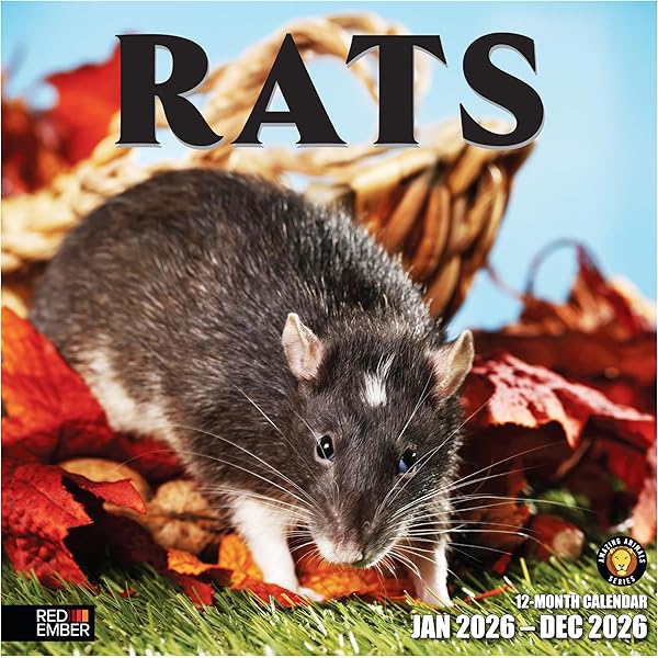 Amazon | 2024年 ねずみ カレンダー/ブラウントラウト 30.5 x 61 cm
