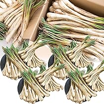 Amazon.co.jp: 沖縄伊江島産の島らっきょう 5kg : 食品・飲料・お酒