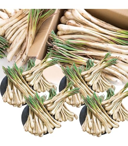 Amazon.co.jp: 沖縄伊江島産の島らっきょう 5kg : 食品・飲料・お酒