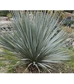 Amazon.co.jp: 【種子】Yucca Rostrata ◇ユッカ・ロストラータ