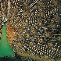 Amazon.co.jp: ALICE IV +2 (初回生産限定盤) (SHM-CD) - アリス