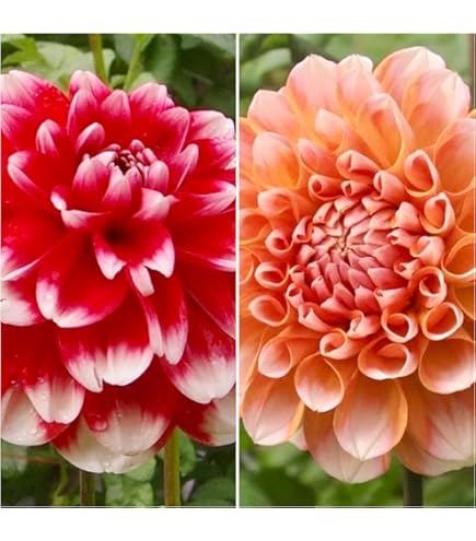 Amazon.co.jp: カフェオレディナープレート ダリア球根、植物、根、花