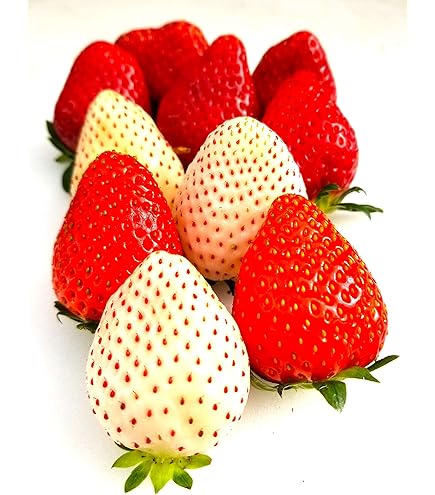 ♡かわいやいちご♡2点セット いちごスイーツ串2022】食べ歩きにぴったり！「菊水堂」の恋みくじ付き