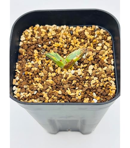 Amazon｜【ハンドメイド】 植物棚 アイアンラック アガベ 塊根植物