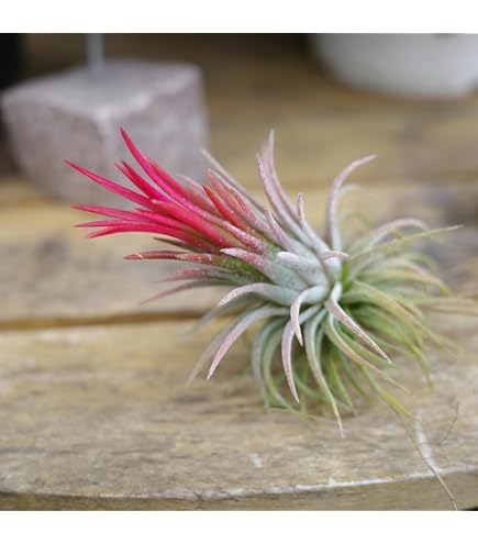 Amazon.co.jp: はなみどり エアプランツ チランジア キセログラフィカ