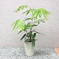 エバーフレッシュ(アカサヤネムノキ) 観葉植物 小型 5号プラスチック鉢【品種で選べる観葉植物・リビングやオフィスの窓辺向きサイズ/1個】涼し気な明るいグリーンの葉と華奢な樹形です。同じマメ科のネムノキと同じく、夜になると葉を閉じて眠ります。これを就