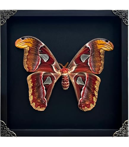 Amazon.co.jp: 本物死頭蛾 メンガタスズメ アシェロンティア昆虫学 蝶