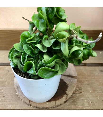 Amazon｜ホヤ カルノーサ コンパクタ バリエガータ 斑入り 観葉植物