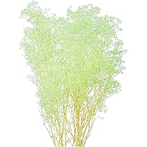 かすみ草 0_db4d7df2eeea759b7464a8be791a