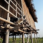 猫 iPad壁紙 2024 世界の自由ネコ 猫 iPad壁紙 2024 世界の自由ネコ