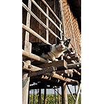 猫 iPhoneSE/5s/5c/5(640×1136)壁紙 2024 世界の自由ネコ 猫 iPhoneSE/5s/5c/5(640×1136)壁紙 2024 世界の自由ネコ