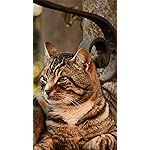 猫 iPhone8,7,6 Plus 壁紙 拡大(1125×2001) Katzen des Suedens 2023: Kalender 2023 猫 iPhone8,7,6 Plus 壁紙 拡大(1125×2001) Katzen des Suedens 2023: Kalender 2023