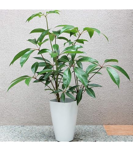 チャメロプス　ボルケーノ　10号鉢つき　コンパクト細葉タイプ❗　④ Amazon.co.jp: チャメロプス ボルケーノ 10号鉢つき 幹太 : DIY・工具