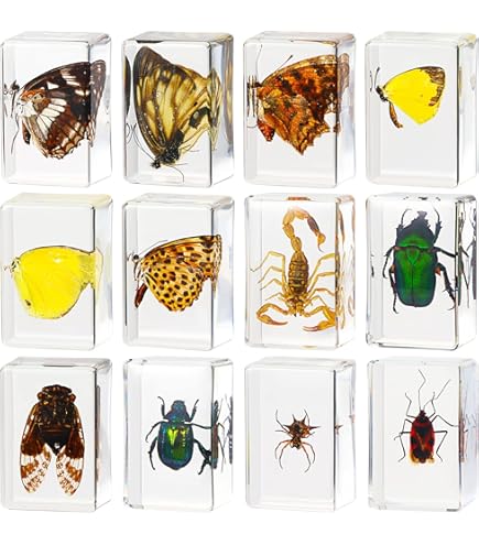 【コエポン】お取り置き品 昆虫標本 Amazon.co.jp: Macarrie 樹脂入り昆虫 12個 昆虫 標本 虫