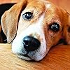 犬 Ipad壁紙 トイプードル 令和動物カレンダー その他 スマホ用画像 犬 Ipad壁紙 トイプードル 令和動物カレンダー その他 スマホ用画像