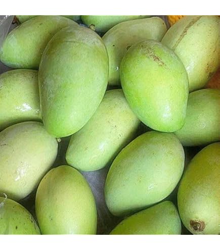 Amazon.co.jp: MDSTORE 沖縄青切りマンゴー 摘果マンゴー Green Raw