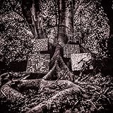 Harmony of Difference [輸入盤CD](YTCD171)