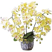 Amazon Co Jp 売れ筋ランキング 胡蝶蘭 の中で最も人気のある商品です