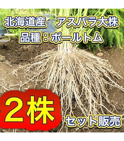 Amazon.co.jp: 有用植物苗 アスパラガス ゼンユウガリバーR 3株 / 国