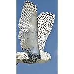 フクロウ XFVGA(480×854)壁紙 Eulen 2021: Broschuerenkalender mit Ferienterminen. Eulen, Jaeger der Nacht フクロウ XFVGA(480×854)壁紙 Eulen 2021: Broschuerenkalender mit Ferienterminen. Eulen, Jaeger der Nacht