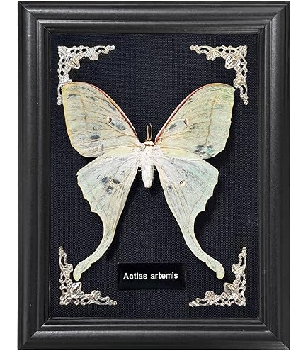 Amazon | 本物のタキダーミー虫の標本 大サソリ- 木箱入りの昆虫標本