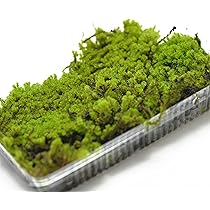 スナゴケ　10トレー　コケ　苔　苔リウム　苔テラリウム　こけ 楽天市場】苔 スナゴケ 大トレー 砂苔 すなごけ 苔玉 苔