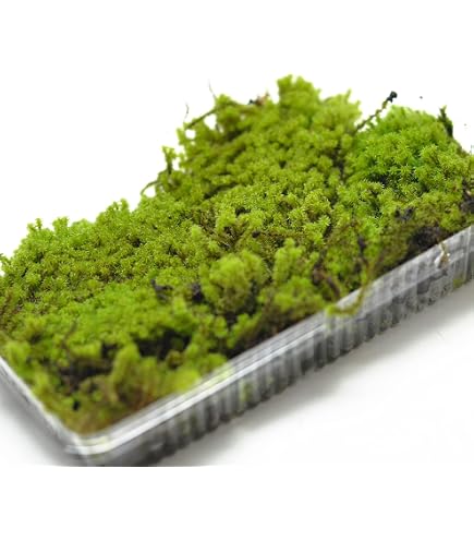 Amazon.co.jp: 【 苔 】 コケ こけ スナゴケ 砂苔 55×35cmトレー