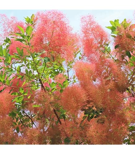 Amazon.co.jp: スモークツリー リトルルビー 苗 苗木 : DIY・工具