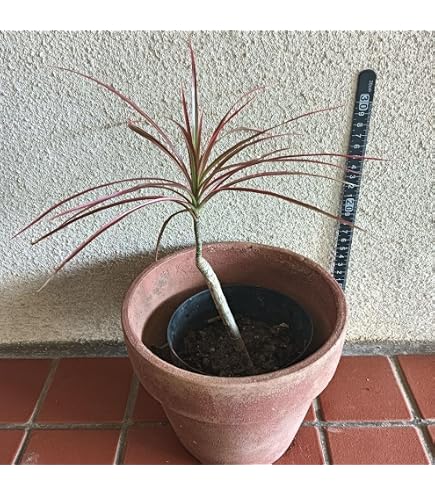 現品　ドラセナ　コンシンネ　マジェンタ　13　観葉植物　特大　インテリアグリーン Amazon｜ドラセナ コンシンネ マジェンタ 13 観葉植物 特大 インテリア