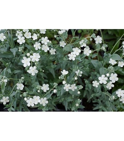 Amazon.co.jp: オンファロデス・リトルスノーホワイト 種子 2ml（育苗