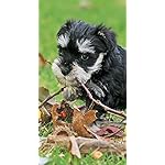 犬 iPhoneSE/5s/5c/5 壁紙 視差効果 ミニチュア・シュナウザー 犬 iPhoneSE/5s/5c/5 壁紙 視差効果 ミニチュア・シュナウザー